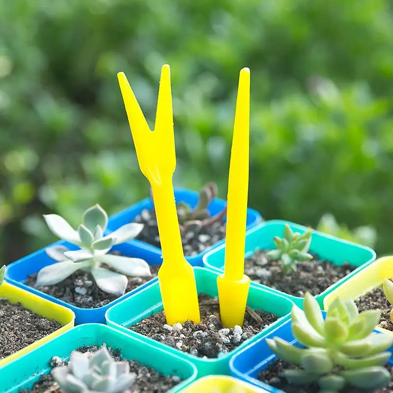 Succulent Set - 1/10 Uds. Semina de suculentas, trasplante
