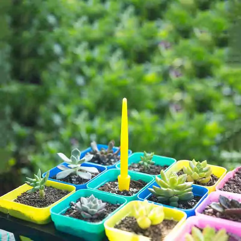 1/10 Uds. Semina de suculentas - Succulent Set reseña y precio
