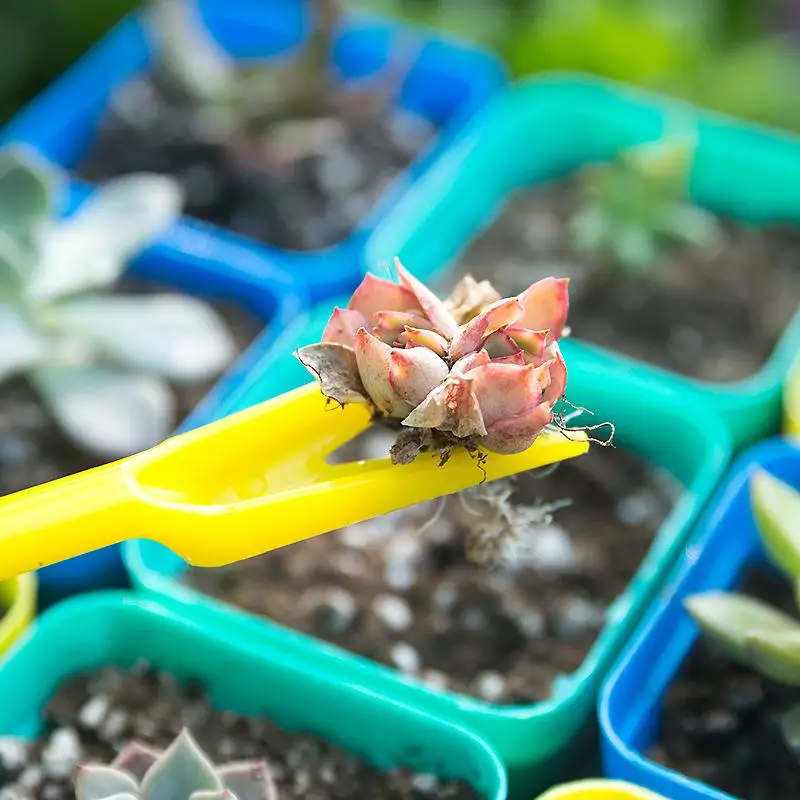 1/10 Uds. Semina de suculentas - Succulent Set reseña y precio