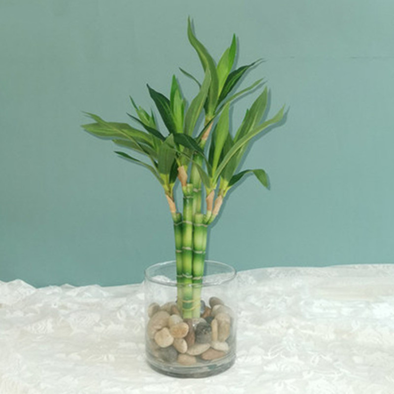 Nueva Planta Artificial de Bam - Snake Plant reseña y precio