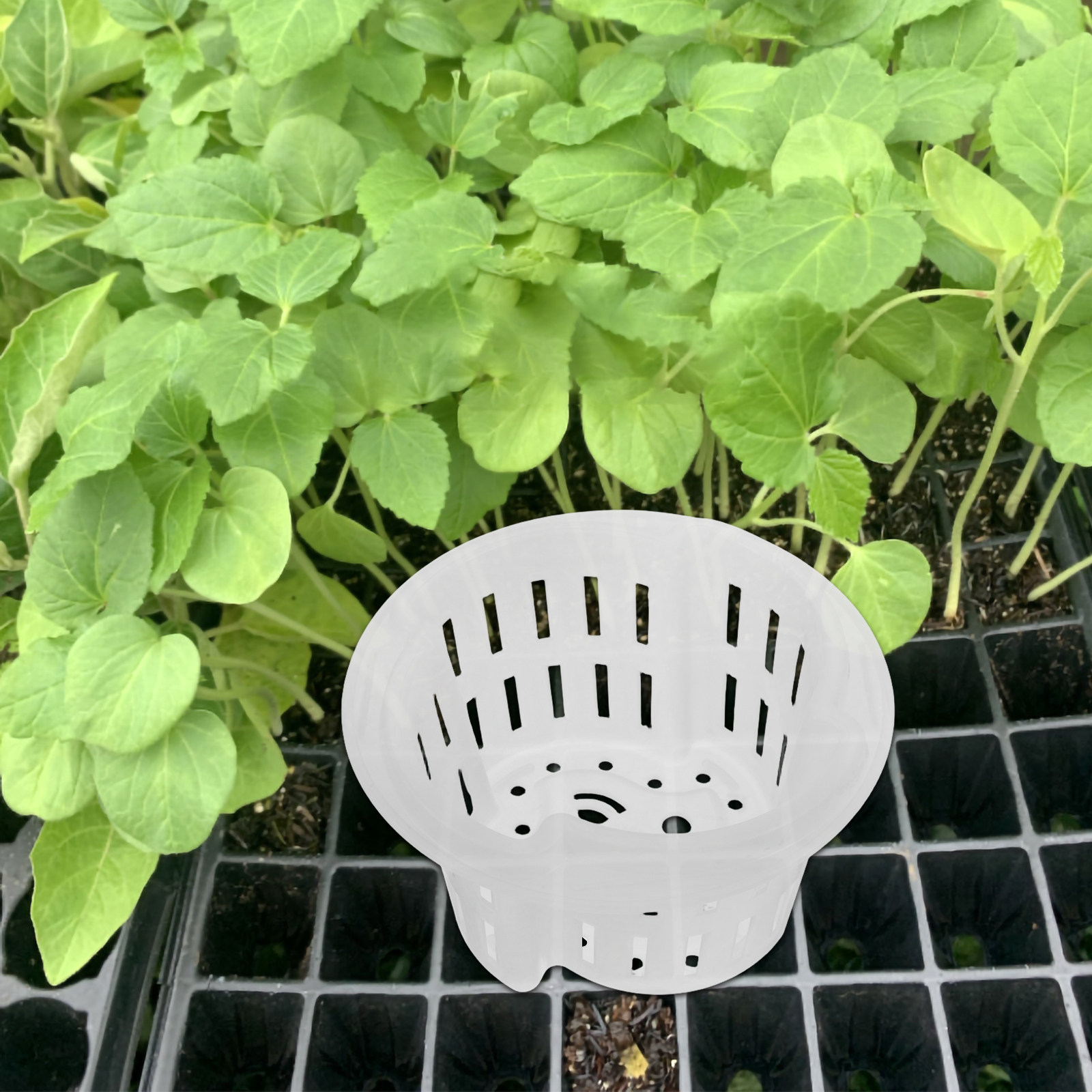 4 unidades de macetas de plást - Indoor Plants reseña y precio