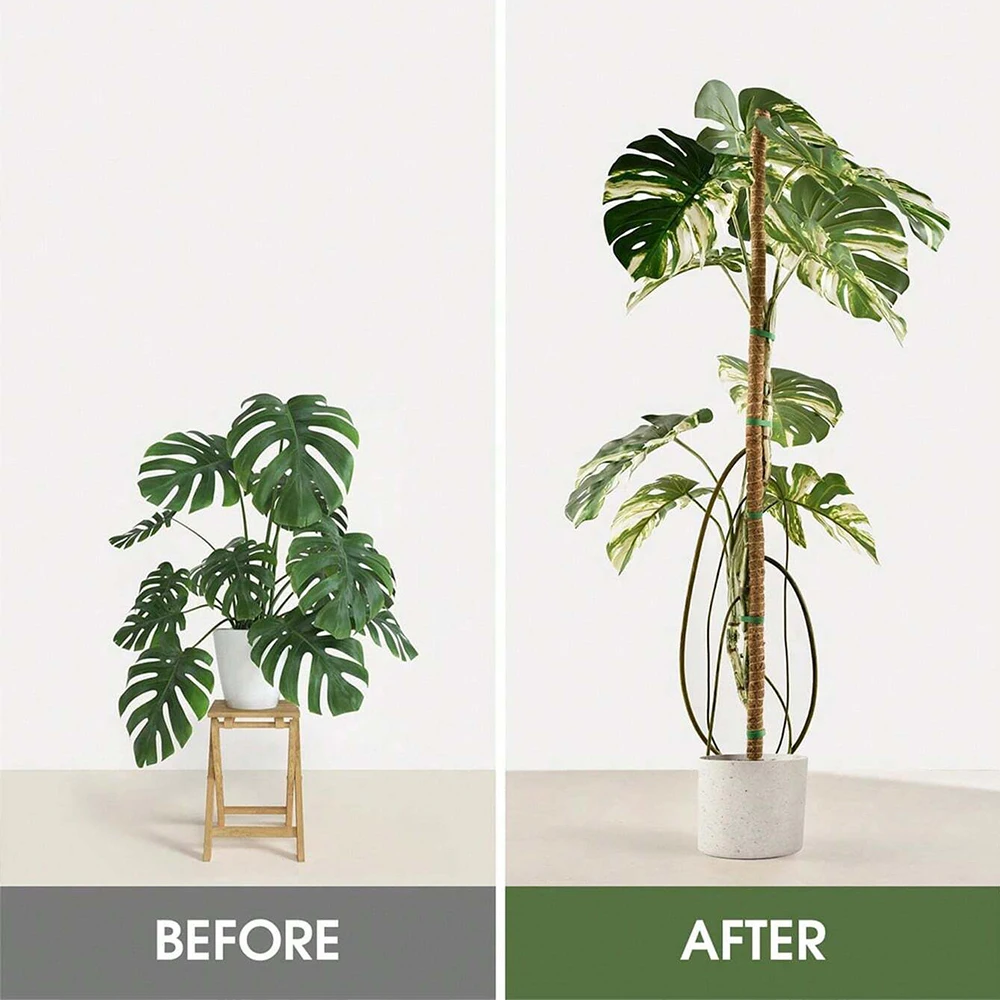 Soportes de moho para plantas  - Plant Support Stake reseña y precio