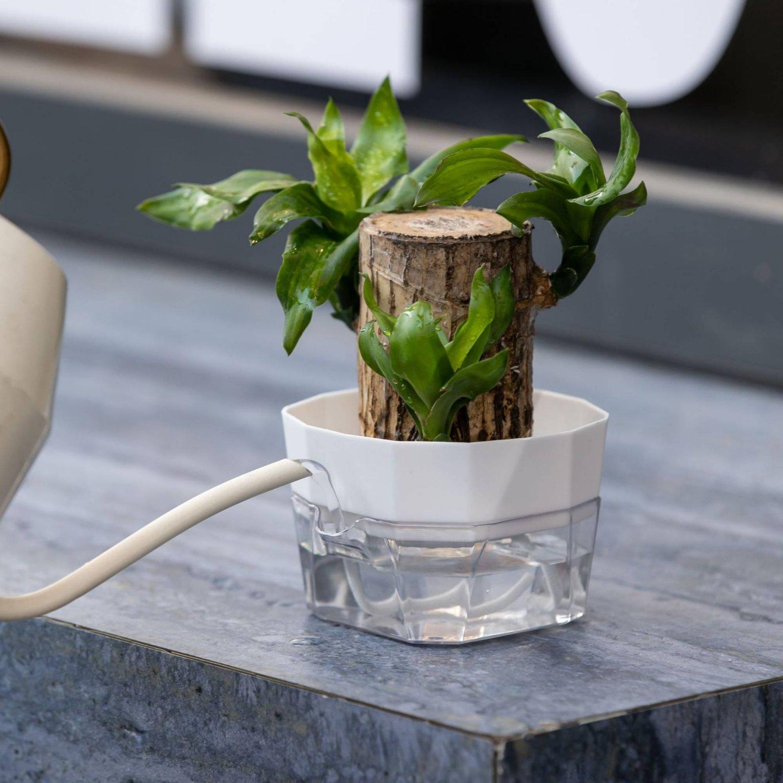 Jarrón Hidropónico de Dos Capa - Indoor Plants reseña y precio