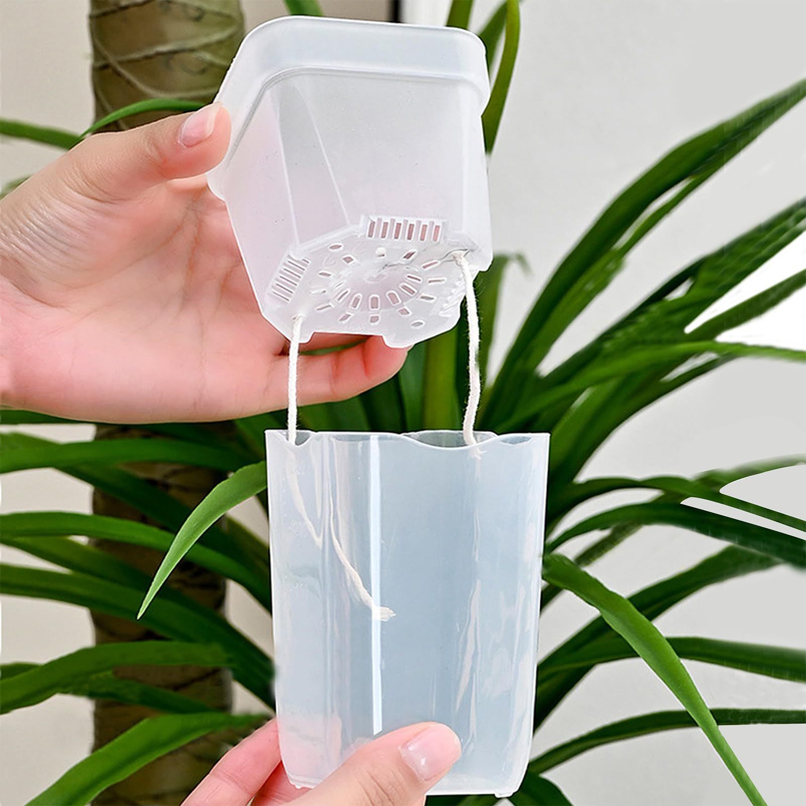 Paquete de 16/32 macetas autor - Pothos reseña y precio