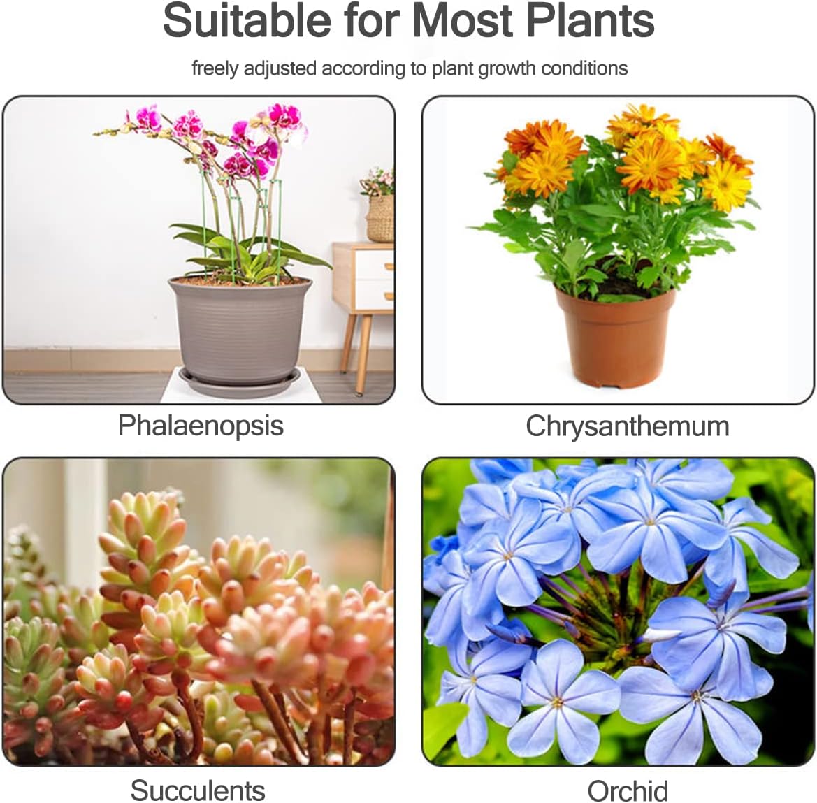 Estacas de Soporte para Planta - Succulent Set reseña y precio