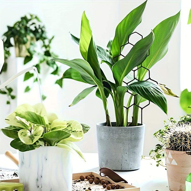 1 unidad de soporte para plant - Pothos reseña y precio